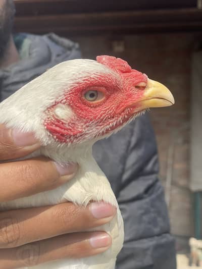 Two Burmi Pakoye Females Kuruk wali
