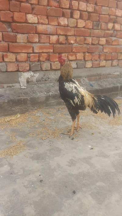 jawa granti wala hint or pakistani cross