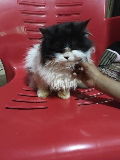 perisan cat female age 7mothe