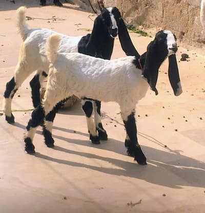 2 path rajanpori desi gulaabi cross