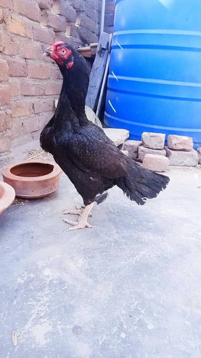 Lassani Madi Forsale