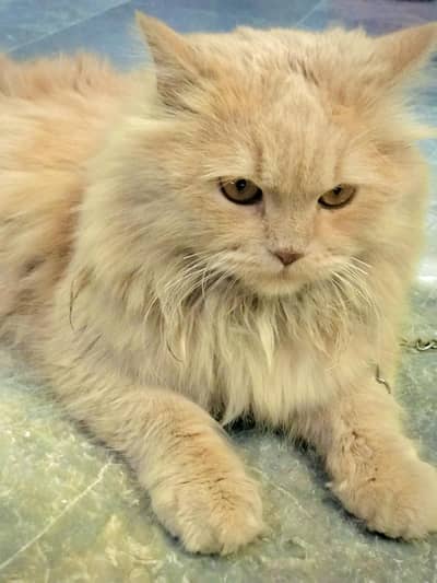 Persian male cat for sale urgent