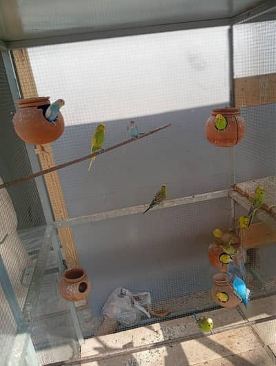 Beautiful birds