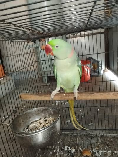 Raw male parriot age 2 Saal