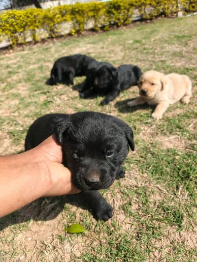 Pedigree Labrador Retriever Puppies