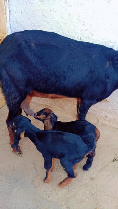 Aik bakri or aik bakra or us k Sath 2 bachy for sale