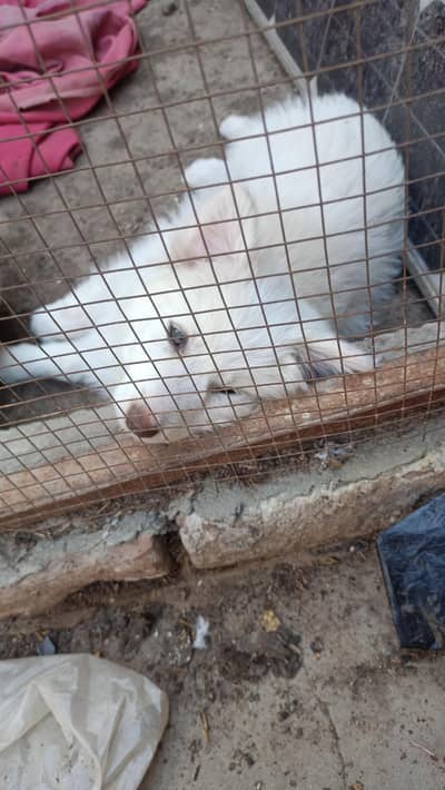 rashion female puppy friendly Active age 2 month lucation multan