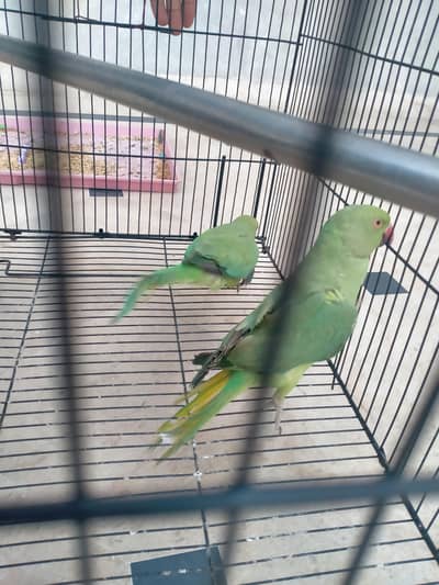 green parrots pair in healthy condition for sale