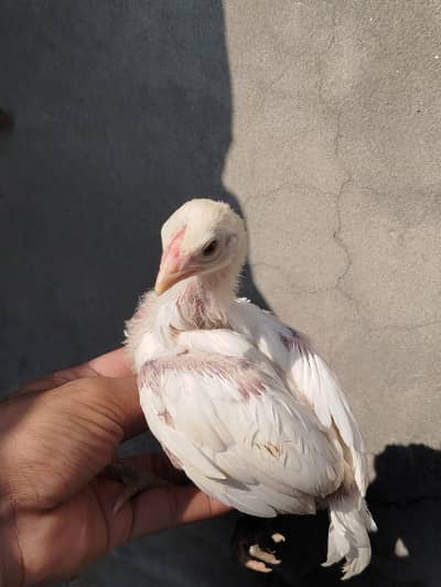 Heera Chicks For Sale