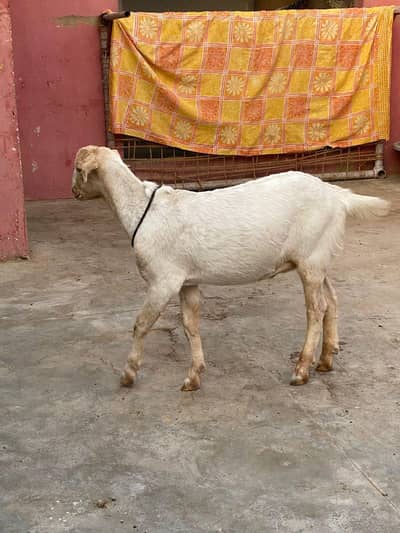 khassi abluck tedda heavy weight