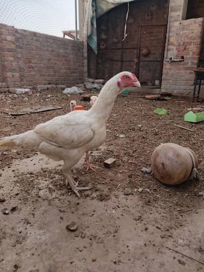 HEERA MADI WITH CHICKS WITH EGGS