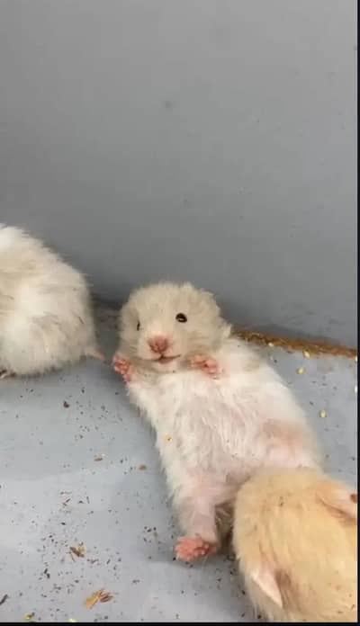 Cutee Hamster baby