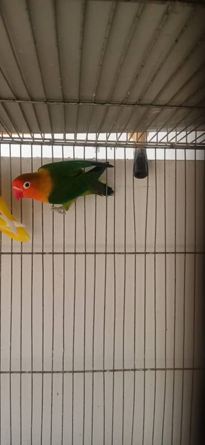 Green Fisher split opaline possible split ino