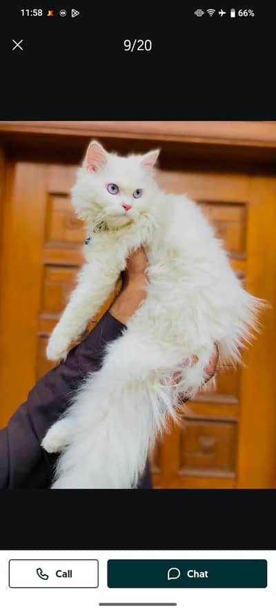 Persian cat for sale my WhatsApp number 0329-26-51-586