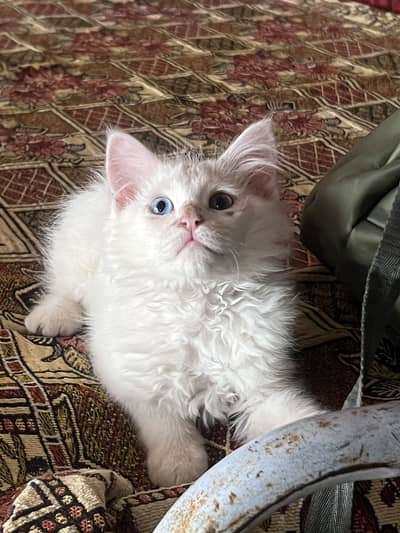 Persian kitten
