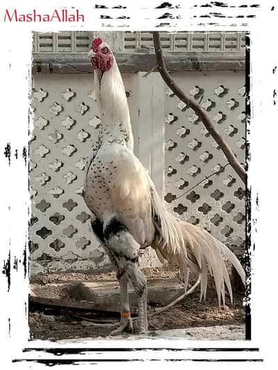 Aseel Fresh Fertile Eggs