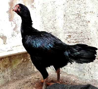 Aseel black female for sale