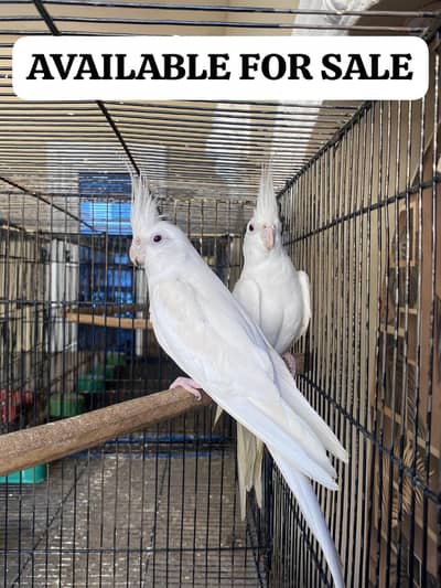 ENO COCKTAIL 1 00/PRESENT BREEDER PAIR  AVAILABLE location MULTAN
