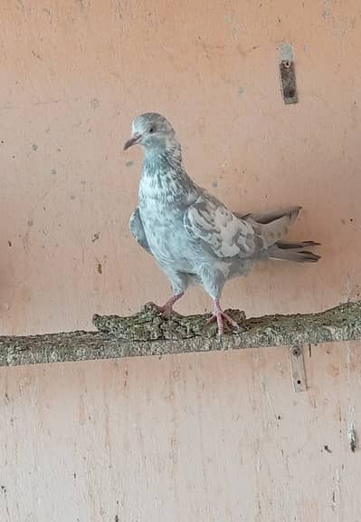 slati baby pigeon for sale