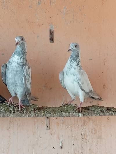 slati baby pigeon for sale