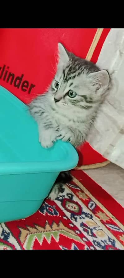 Persian cat for sale