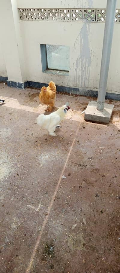 Sikie make & Golden buff female