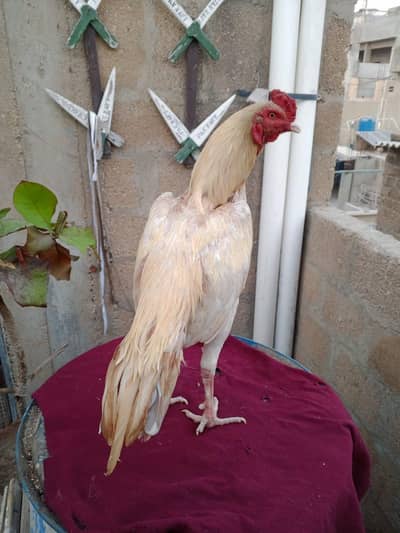 Mashallah High Quality maitha 03422719740