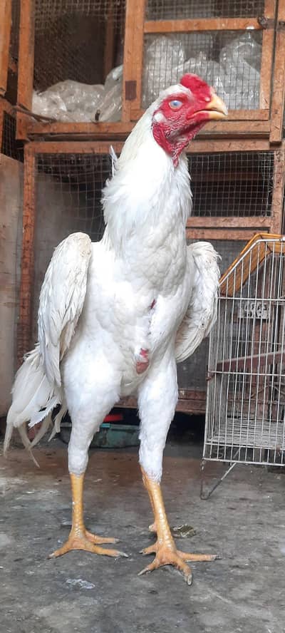 pure white shamo Aseel  age 8 months