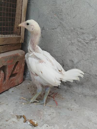 Aseel Heera Chicks Available