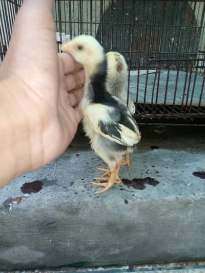 SHAMO CHICKS