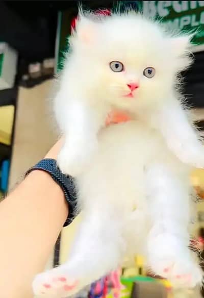 Persian cat for sale my WhatsApp number 0329-26-51-586