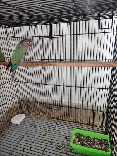 blue turquoise conure black foot