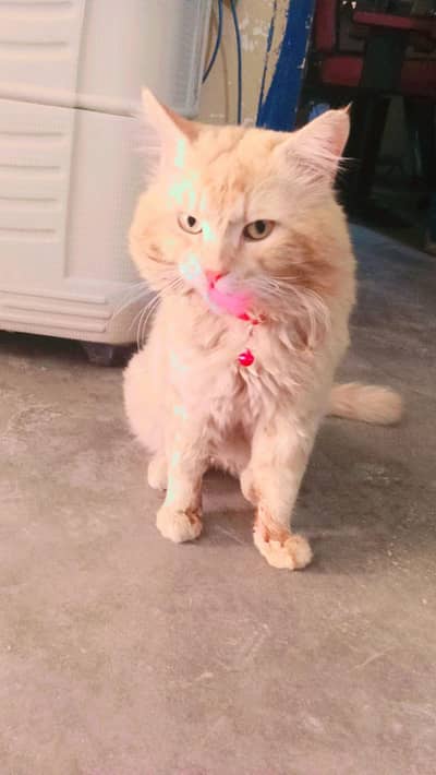 Persian cat for sale