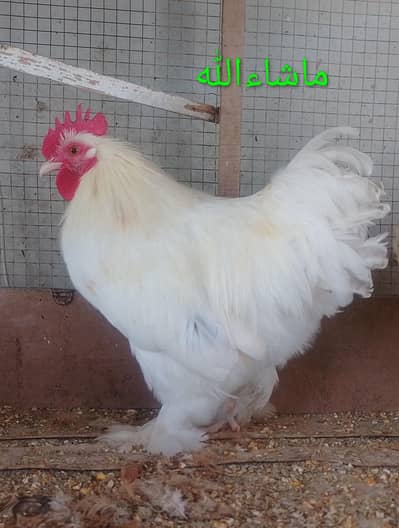 Bantam Breader Male
