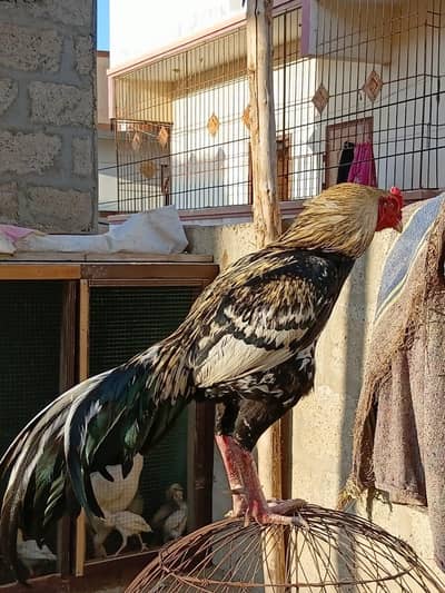 Pure Mianwali Java Male For sale