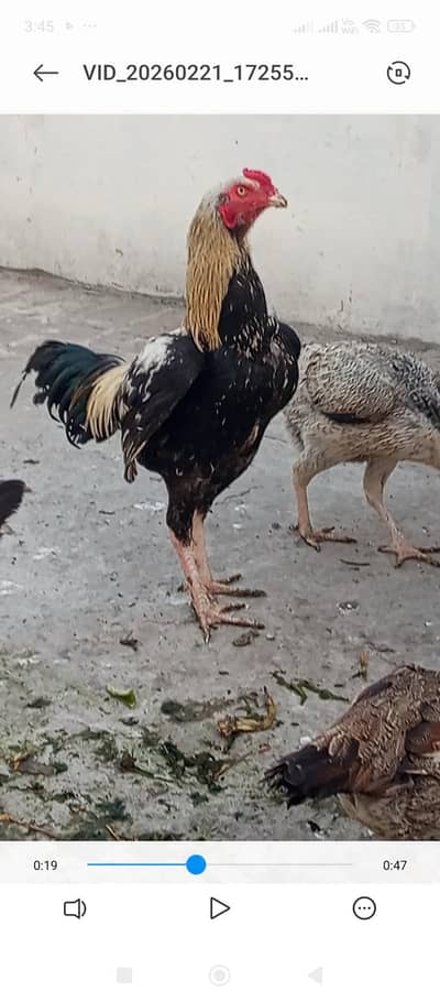 Pakistani aseel one male three female healthy active