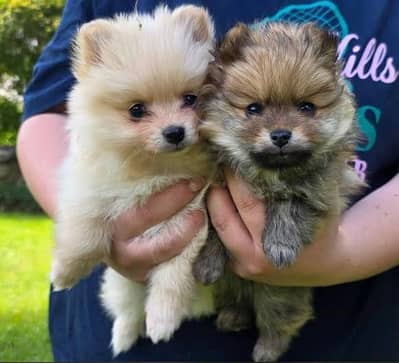 Top Quality Pomeranian Puppies for Sale