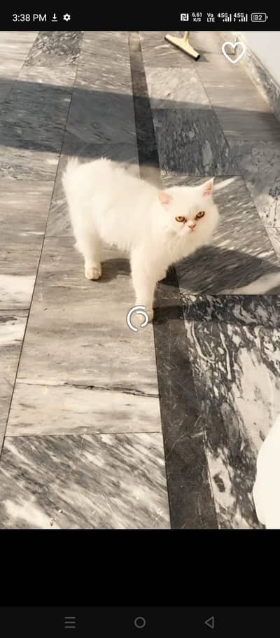 Persion cat pair for sale