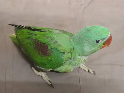 green kashmiri pahari parrots
