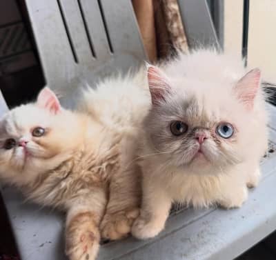 4 Persian Kittens For Sale (Imported CFA Bloodline)