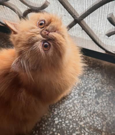 4 Persian Kittens For Sale (Imported CFA Bloodline)