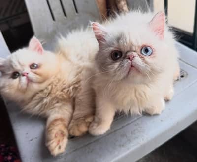 4 Persian Kittens For Sale (Imported CFA Bloodline)