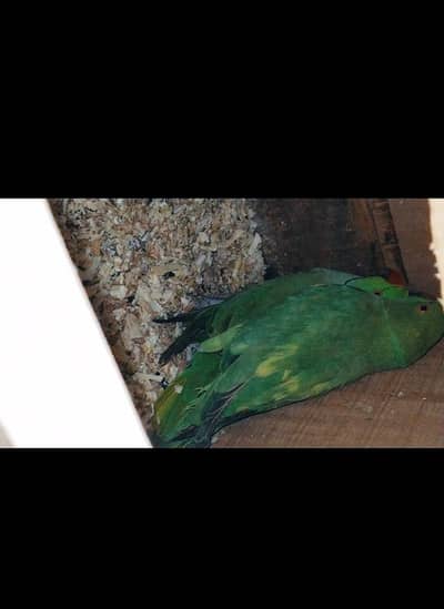 Green Ringneck Parrot Pair
