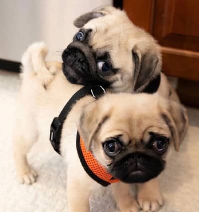 pug puppies 03101565438