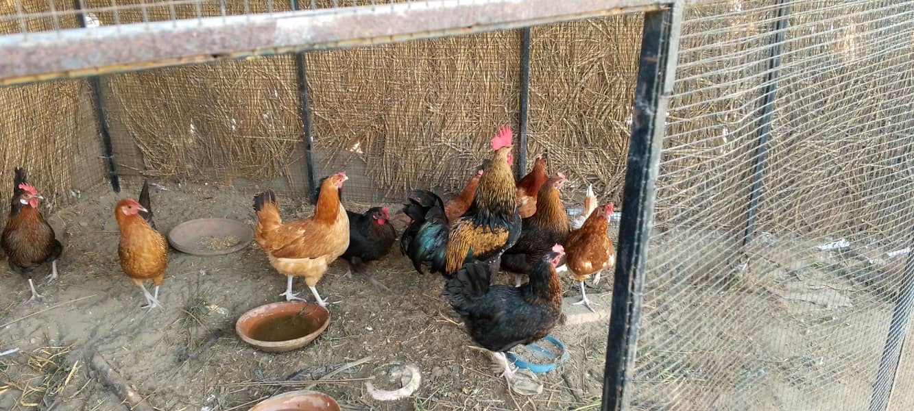 desi hens  دیسی مرغیاں 0