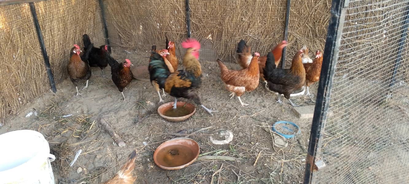 desi hens  دیسی مرغیاں 1