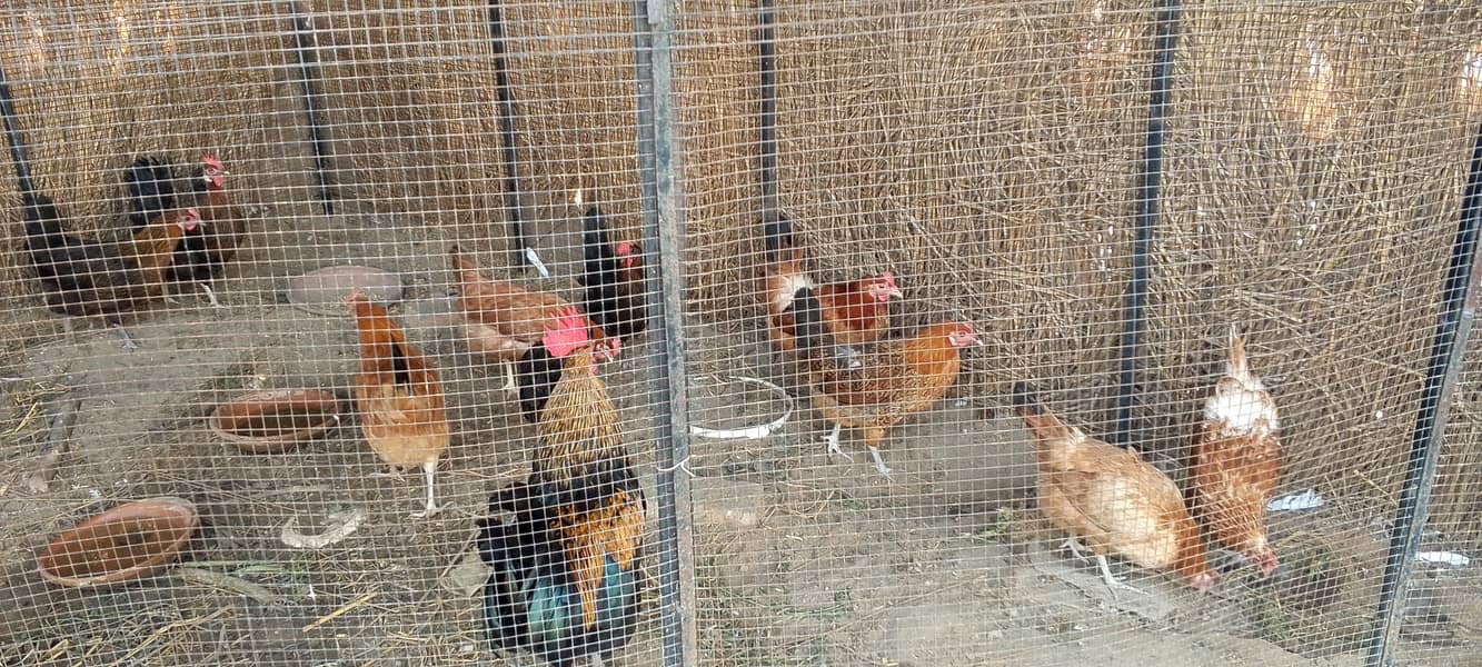 desi hens  دیسی مرغیاں 2