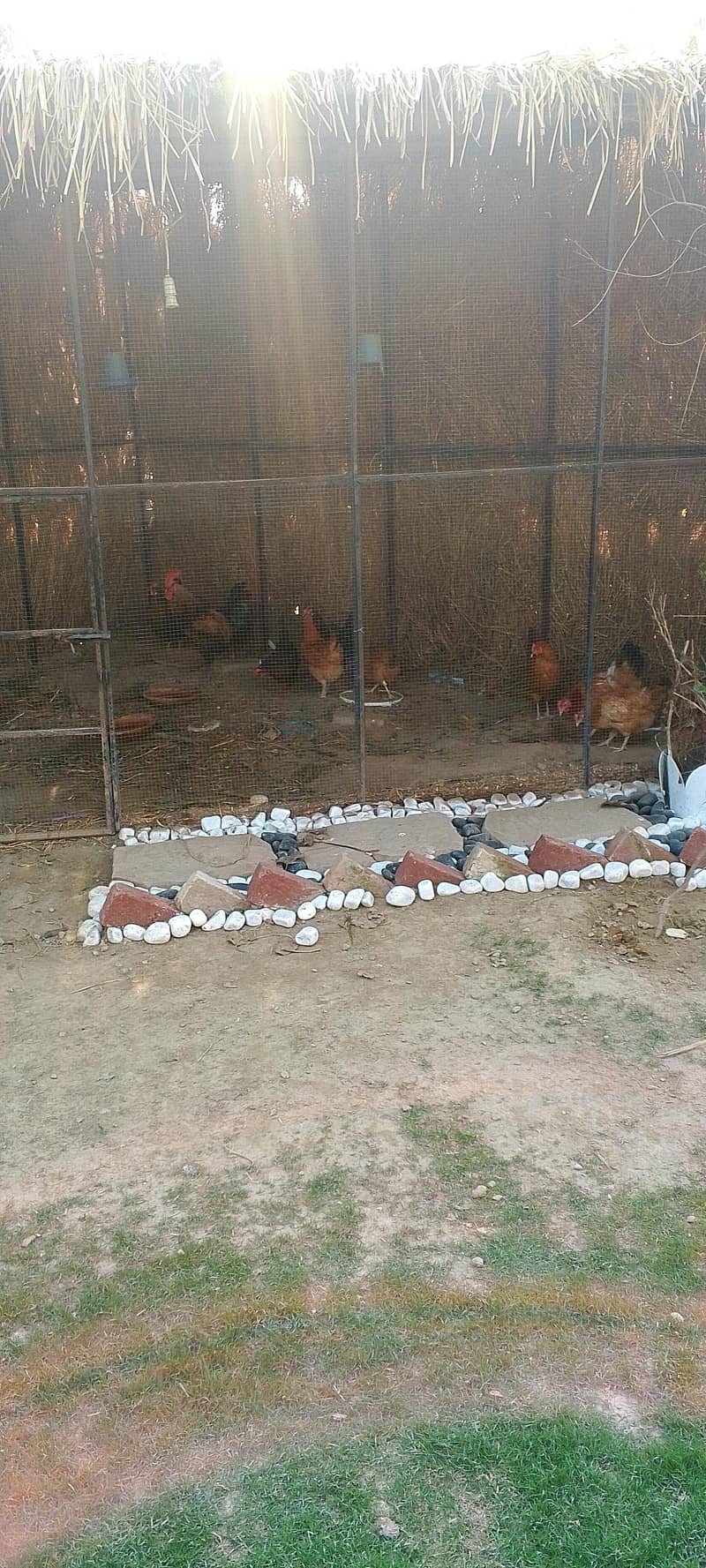 desi hens  دیسی مرغیاں 3