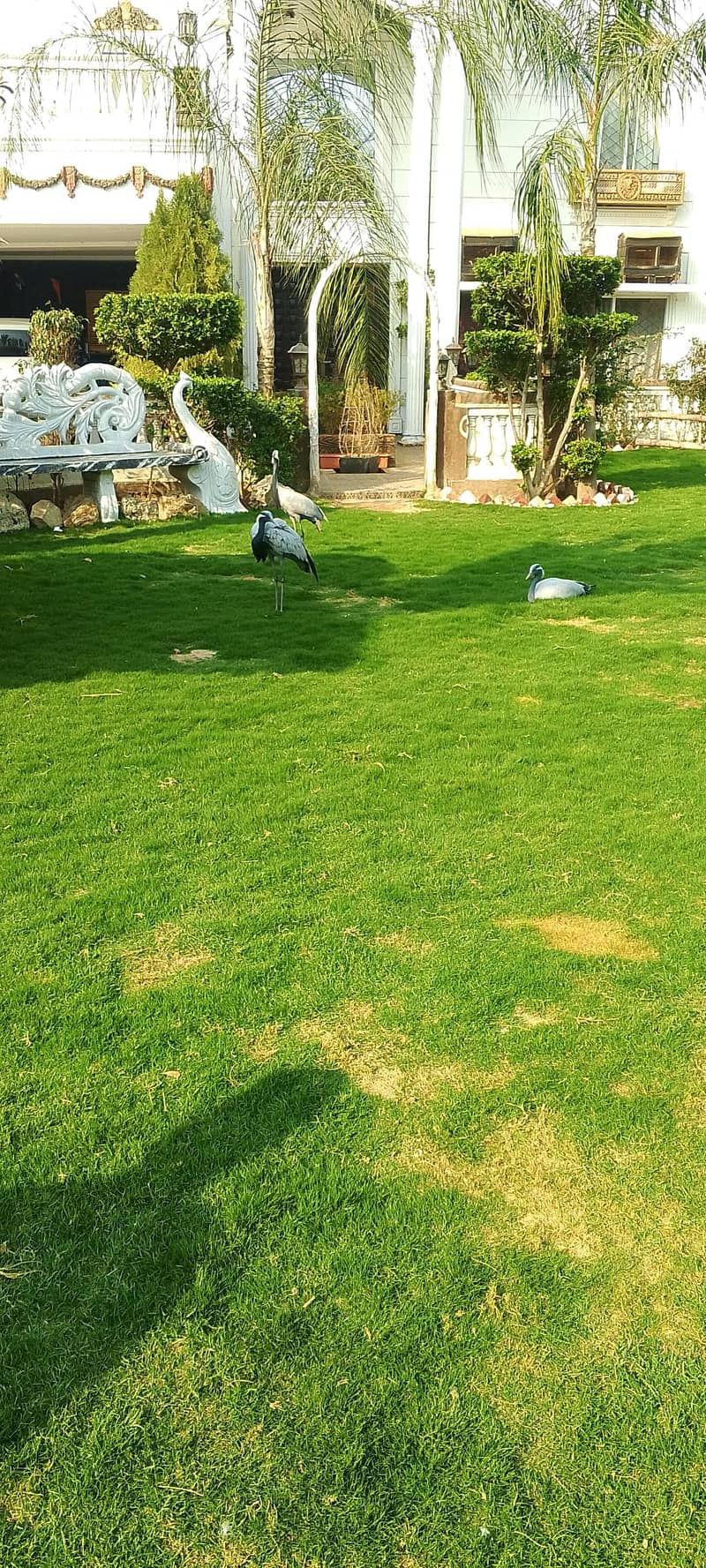 desi hens  دیسی مرغیاں 4