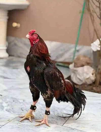 فانی گجر پاسوال